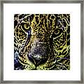 Bebu Framed Print