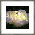 Digital Art White Peony Flower Framed Print