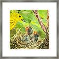 Dinner At The Warblers Framed Print