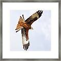 Diving Bird Of Prey Framed Print