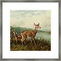 Doe And Fawns By Long Lake Framed Print