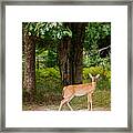 Fawn In The Woods Portrait Framed Print