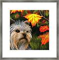 Dog 78 Yorkshire Framed Print