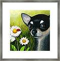 Dog 79 Chihuahua Framed Print