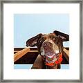 Dog Gone Crazy Framed Print