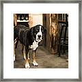 Dog Portrait Of Hance Framed Print