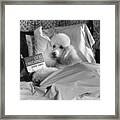 Dog Reading In Bed Framed Print