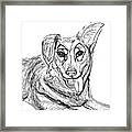 Dog Sketch In Charcoal 1 Framed Print