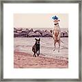 Dog With Frisbee Framed Print