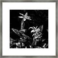 Dogtooth Violet In Black And White Framed Print