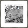 Dogus Framed Print