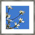 Dogwood Blooms Framed Print