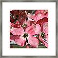 Dogwood Blossoms Framed Print