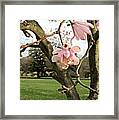 Dogwood Blossoms Framed Print