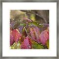 Dogwood Framed Print