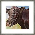 Dolly The Angus Cow Framed Print