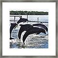 Dolphin Airlines Framed Print