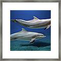 Dolphins Framed Print