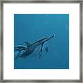 Dolphins In Open Water Framed Print