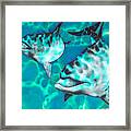 Dolphins Of Sanne Bay Framed Print