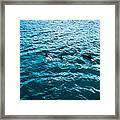 Dolphins Off Of The Na Pali Coast Framed Print