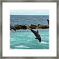 Dolphins Showtime Framed Print