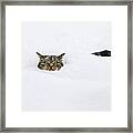 Domestic Cat Felis Catus In Deep Snow Framed Print