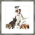 Domestic Pets Group Together With Copy Space Framed Print