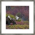 Dominant Alaska Yukon Bull Moose Framed Print
