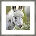 Donkey Baby Framed Print