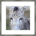 Donkeys #1130 Framed Print