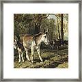 Donkeys Framed Print