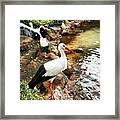 Dont Even Know What #bird This Is ? But Framed Print