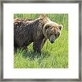 Don't Mess With Mama Bear Framed Print