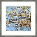 Don't Think I Don't See You There - American Alligator At Merritt Island National Wildlife Refuge Framed Print