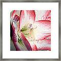 Double Amaryllis Framed Print