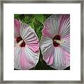 Double Beauty - Pink On White Hibiscus Framed Print