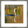 Double-crested Cormorant - 2 Framed Print
