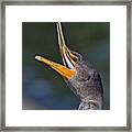 Double-crested Cormorant Framed Print