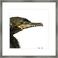 Double-crested Cormorant Framed Print