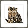Double Cuddle Huddle Copy Cats Framed Print