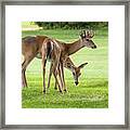 Double Deer Framed Print