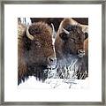 Double Vision Framed Print