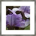 Double Vision Iris Framed Print