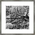 Downed Cypress Sedona Arizona Number Five Framed Print