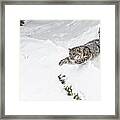 Downhill Racer Framed Print