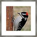 Downy Woodpecker Framed Print