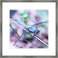 Dragon Fly Framed Print