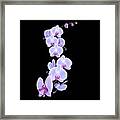 Dragon Orchid Framed Print