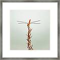 Dragonflies Framed Print